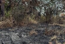 Prefeitura intensifica combate às queimadas e orienta sobre aplicação de multas