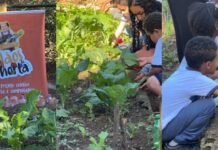 Projeto Mãos à Horta cresce e chega a novas escolas em Itabira