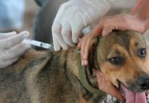 Prefeitura de Itabira inicia vacinação antirrábica com previsão de imunizar mais de 10 mil animais