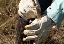 Em Minas Gerais, pesquisadores redescobrem plantas consideradas extintas pela ciência há mais de três décadas