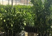 Prefeitura facilita acesso a mudas e fortalece quem produz no campo em Itabira